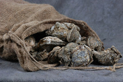 Billion and Billions of New Oysters to Be Added to Chesapeake Bay